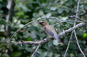 Waxwing, Cedar, 2015-07234165 Broad Meadow Brook, MA